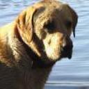 Tomy
