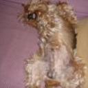 Chiki