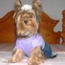 Gypsy