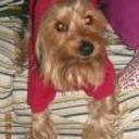 Benji