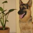 Neron