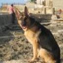 Neron