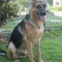 Neron
