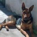 Chucho
