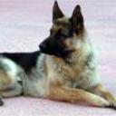 Tayson