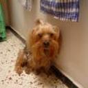 Chiki