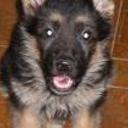 Sawyer