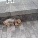 Chiki