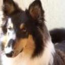 Lassie