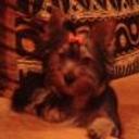 Lola