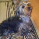 Tomy