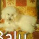 Balu