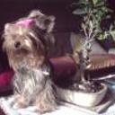 Triny