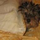 Golfo