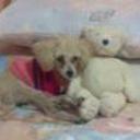 Dolly