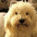 Copito