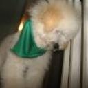 Toby
