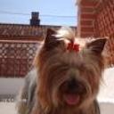 Trufa