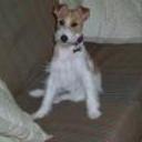Lola