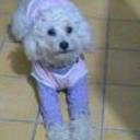 Ariel