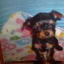 Triny