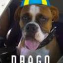 Drago