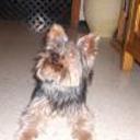 Chester