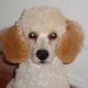 Peluquito