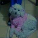 Ariel
