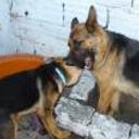 Fiona e ingrid