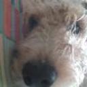Pipi