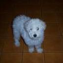 Federico