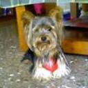 Chiqui