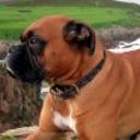 Rhona