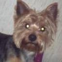 Walle