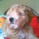 Junior