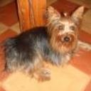 Teddy