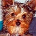 Whisky