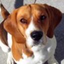 Toby