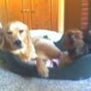 Spot y budy