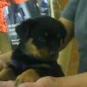 Rott