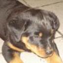 Rott