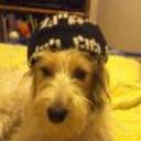 Lucho fox