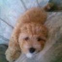 Junior