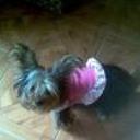 Estrellita