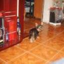 Estrellita