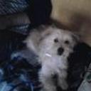 Rufo
