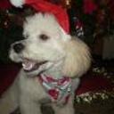 Dogui