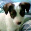 Snoopy