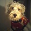 Lucho fox